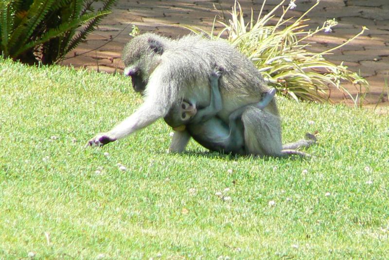 29 REGIONE DEL MPUMALANGA